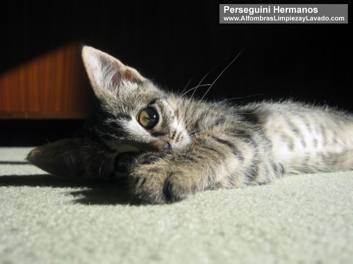Alfombras y animales dom&eacute;sticos